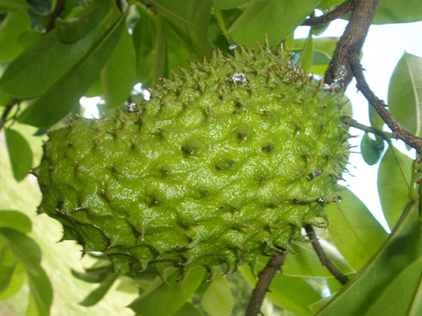 Can Soursop (Guanabana) Help Get Rid of Cancer?