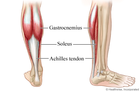 Your Achilles Tendon Can Tell if You Are at Risk of Heart Disease