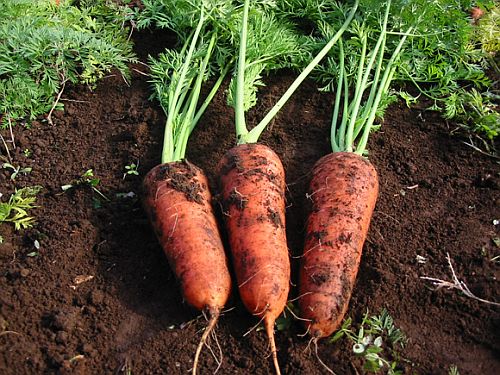 How to Select or Choose the Best Carrots and Other Vegetables