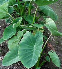 Let’s Plant and Eat Taro…And Escape from Dementia