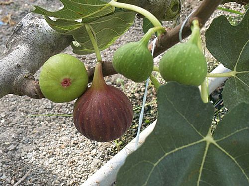 Fig Tree – Powerful Herbal Solution