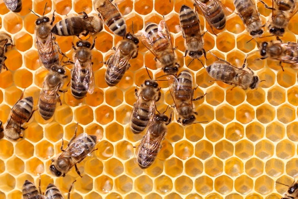 Mysterious Disappearance of Honeybees Revealed