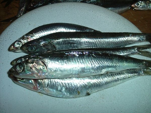 Why You Should Eat More Sardines