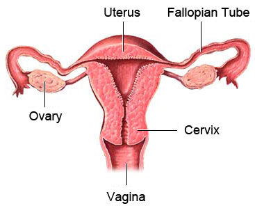 Beware of the Most Common Benign Tumor among Women Called Uterine Fibroids